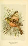 Image of Ortolan Bunting