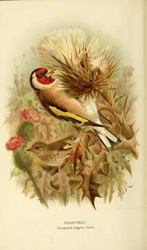 Imagem de Carduelis carduelis (Linnaeus 1758)