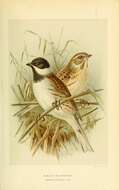 Image of Common Reed Bunting