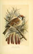 Image of Eurasian Tree Sparrow