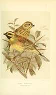 Image of Cirl Bunting