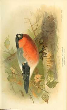 Image of Bullfinches