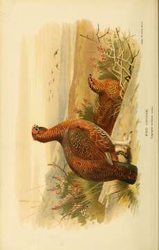 Image of Willow Grouse and Red Grouse