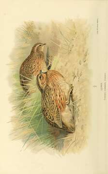 Image of Common Quail