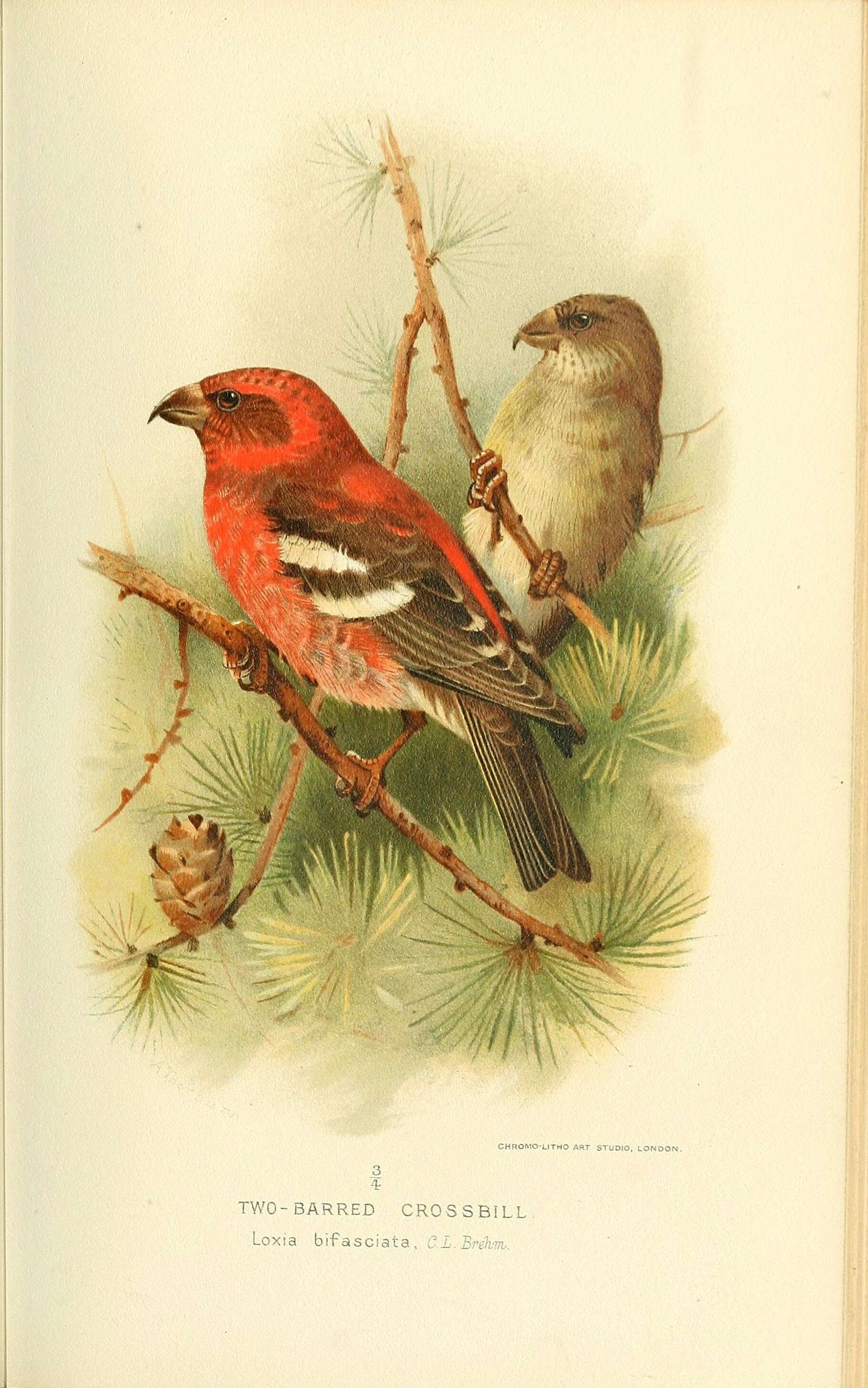 Image of Two-barred Crossbill