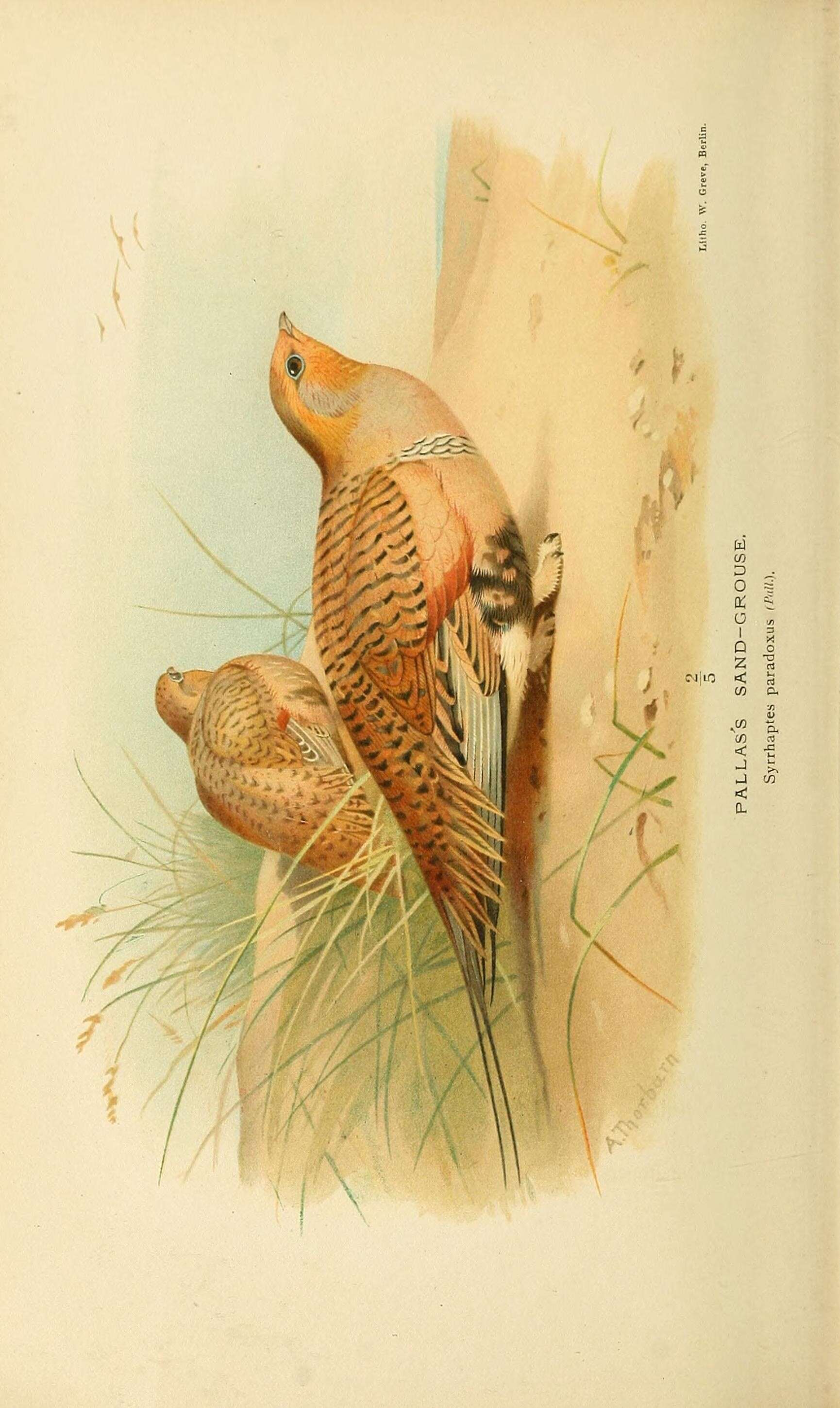 Image of Syrrhaptes Illiger 1811