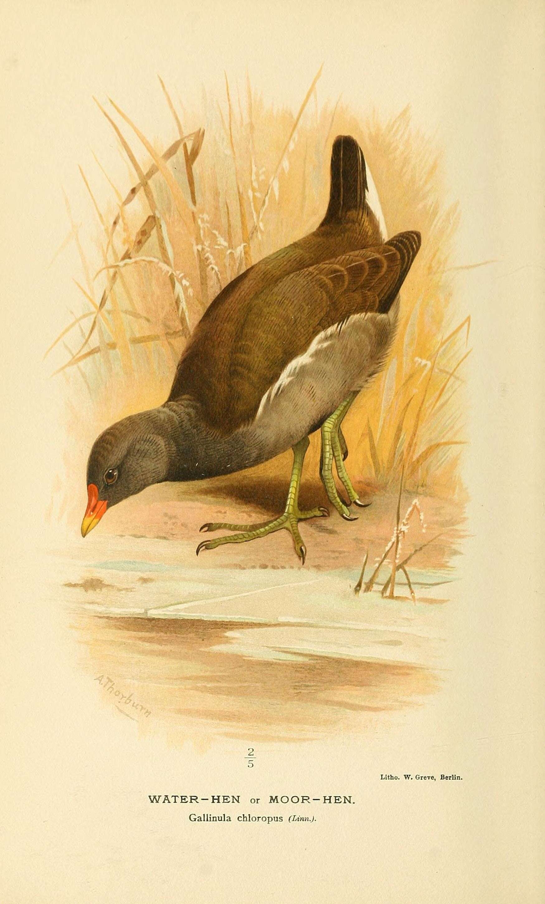 Image of Common Moorhen