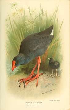 Image of American Purple Gallinule