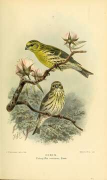 Image of serin, european serin