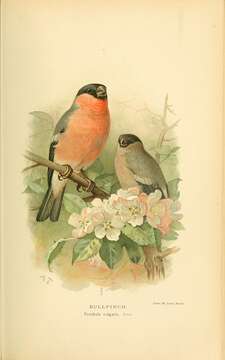 Image of Bullfinches