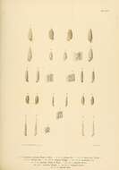 Image of <i>Cylindrella arcuata</i> Weinland & Von Martens 1859
