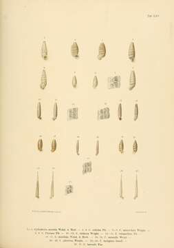 Image of <i>Cylindrella arcuata</i> Weinland & Von Martens 1859