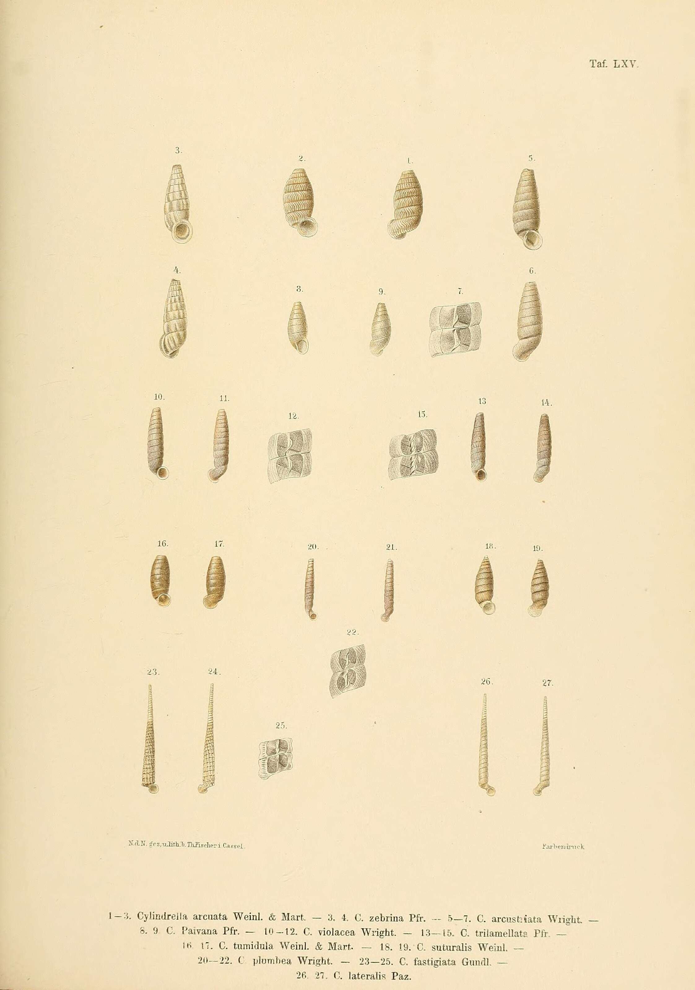 Image of <i>Cylindrella arcuata</i> Weinland & Von Martens 1859