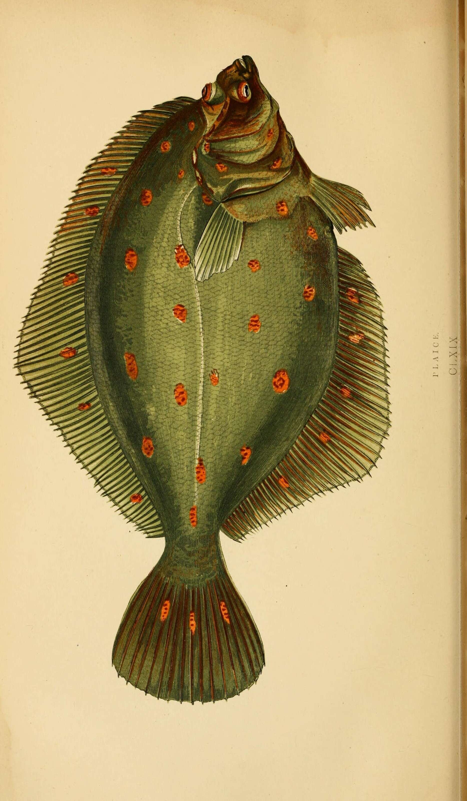 Image of flatfishes