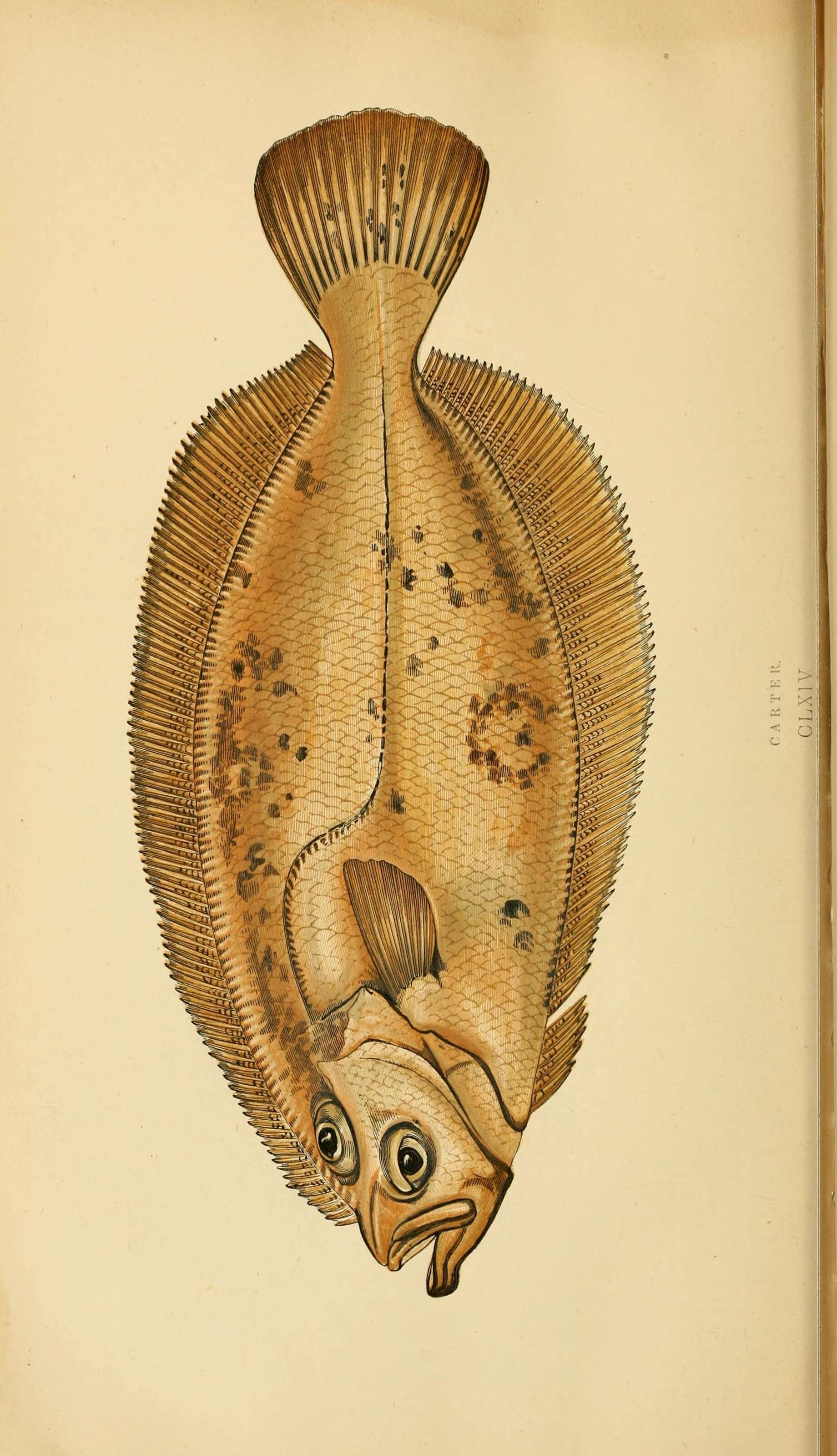 Image of Lepidorhombus