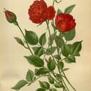 صورة Rosa indica L.