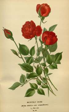 Image of Rose