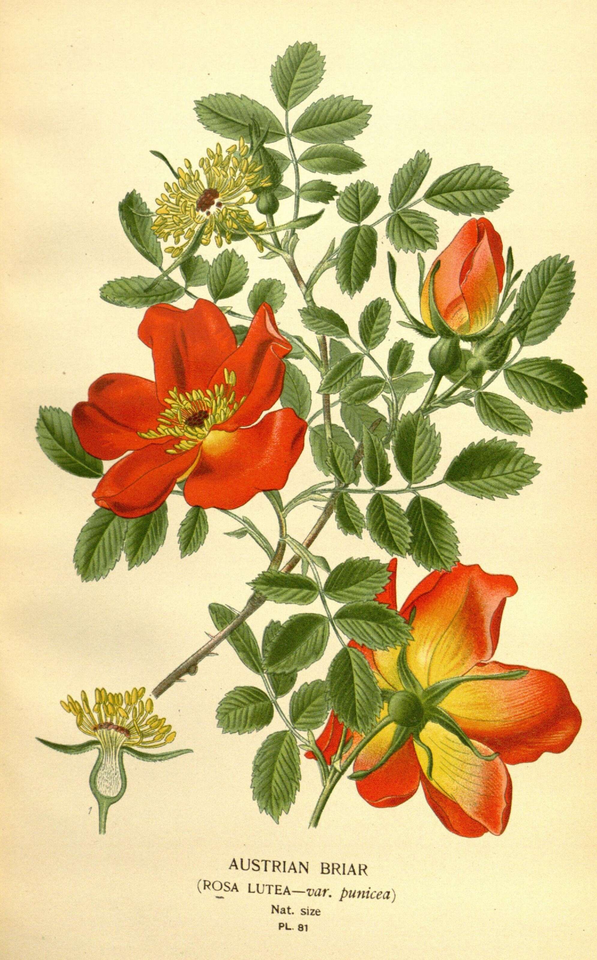 Image de Rosa foetida J. Herrm.