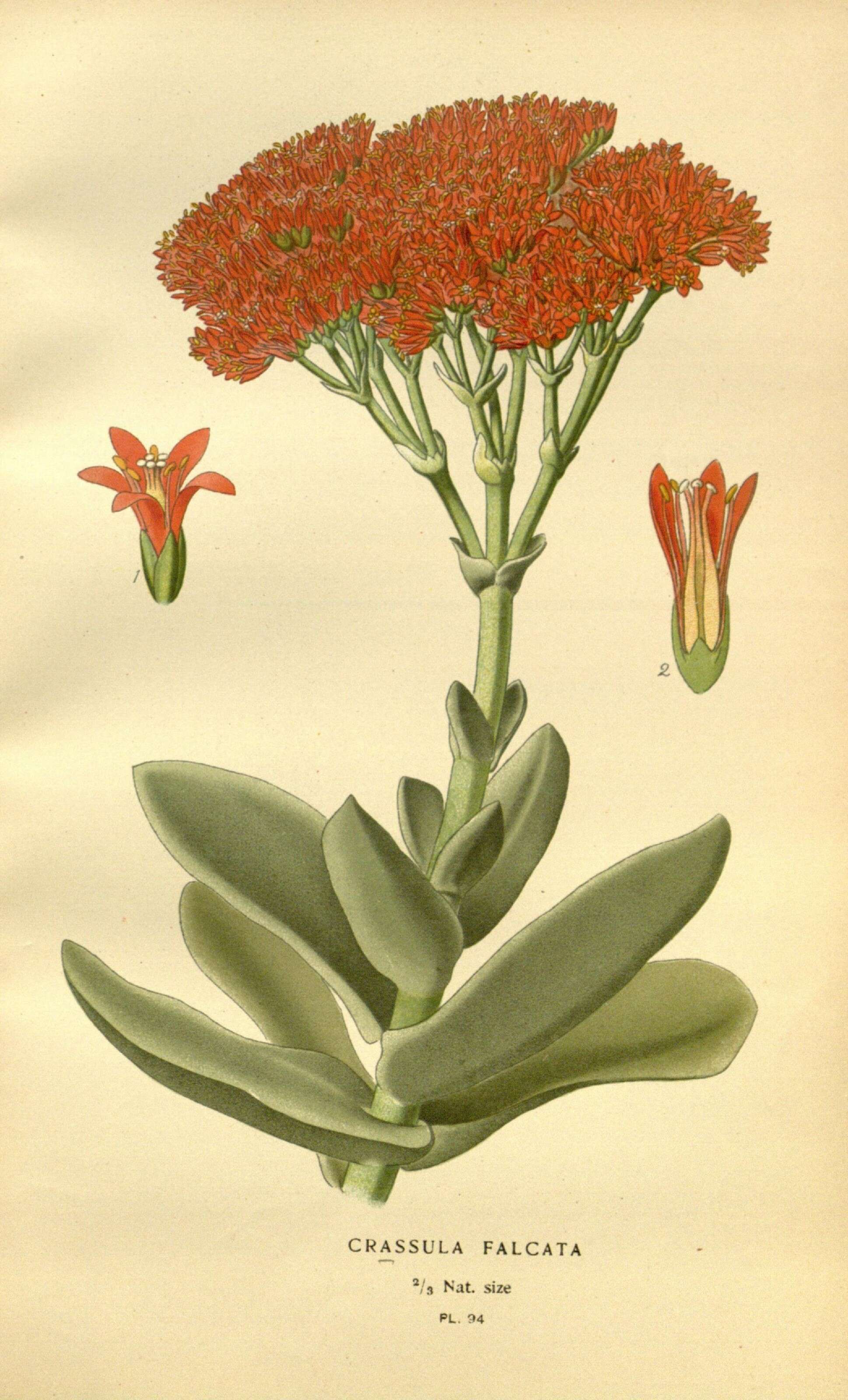 Image of Crassula perfoliata var. minor (Haw.) Rowley