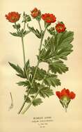 Image de Geum magellanicum Comm. ex Pers.