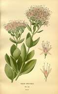 Image of showy stonecrop