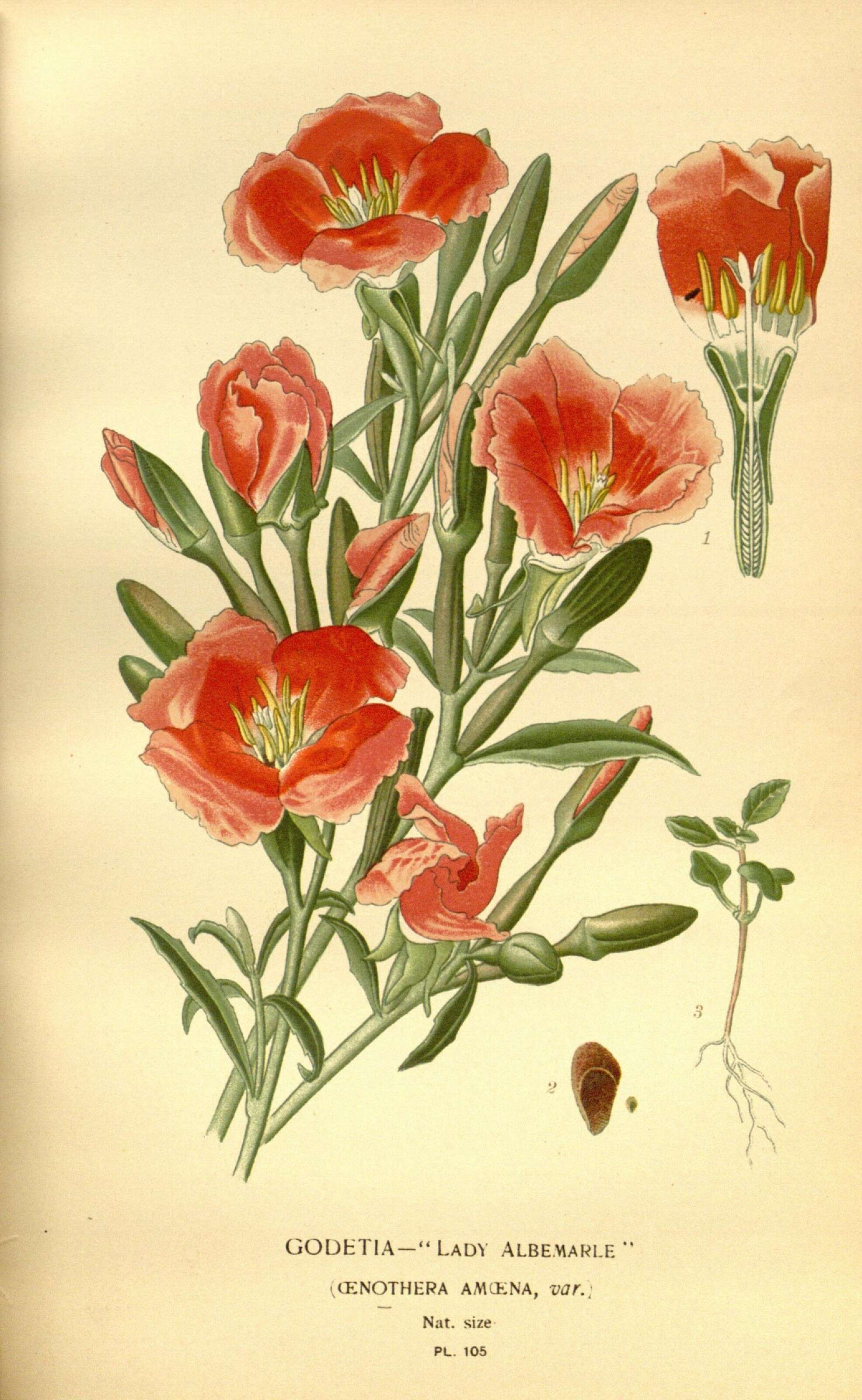 Image de Clarkia amoena (Lehm.) A. Nels. & J. F. Macbr.