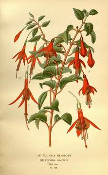 Fuchsia magellanica Lam. resmi