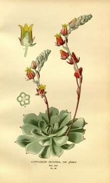 Image of hens and chicks