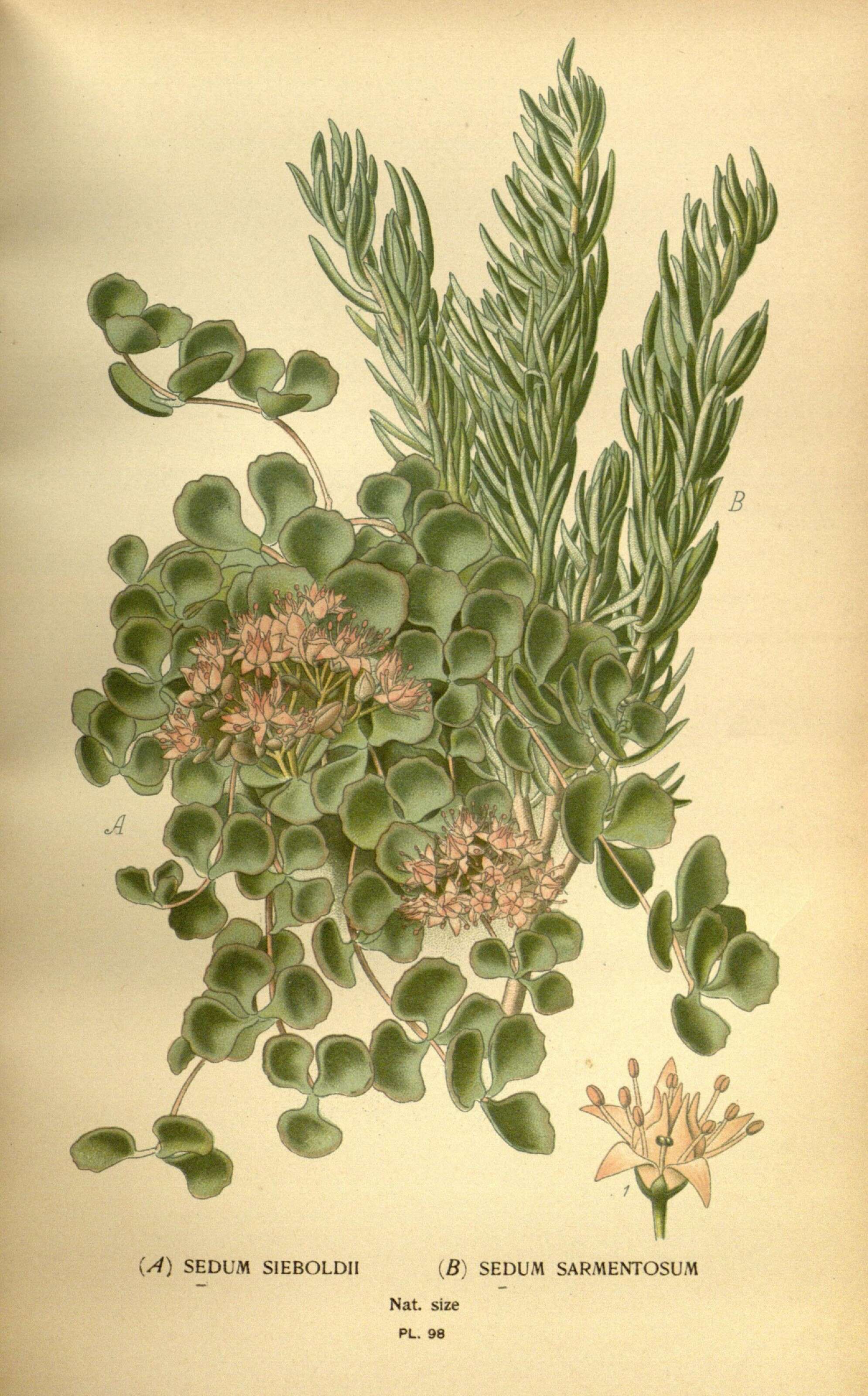 Image of stringy stonecrop