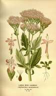 Image of Centranthus macrosiphon Boiss.