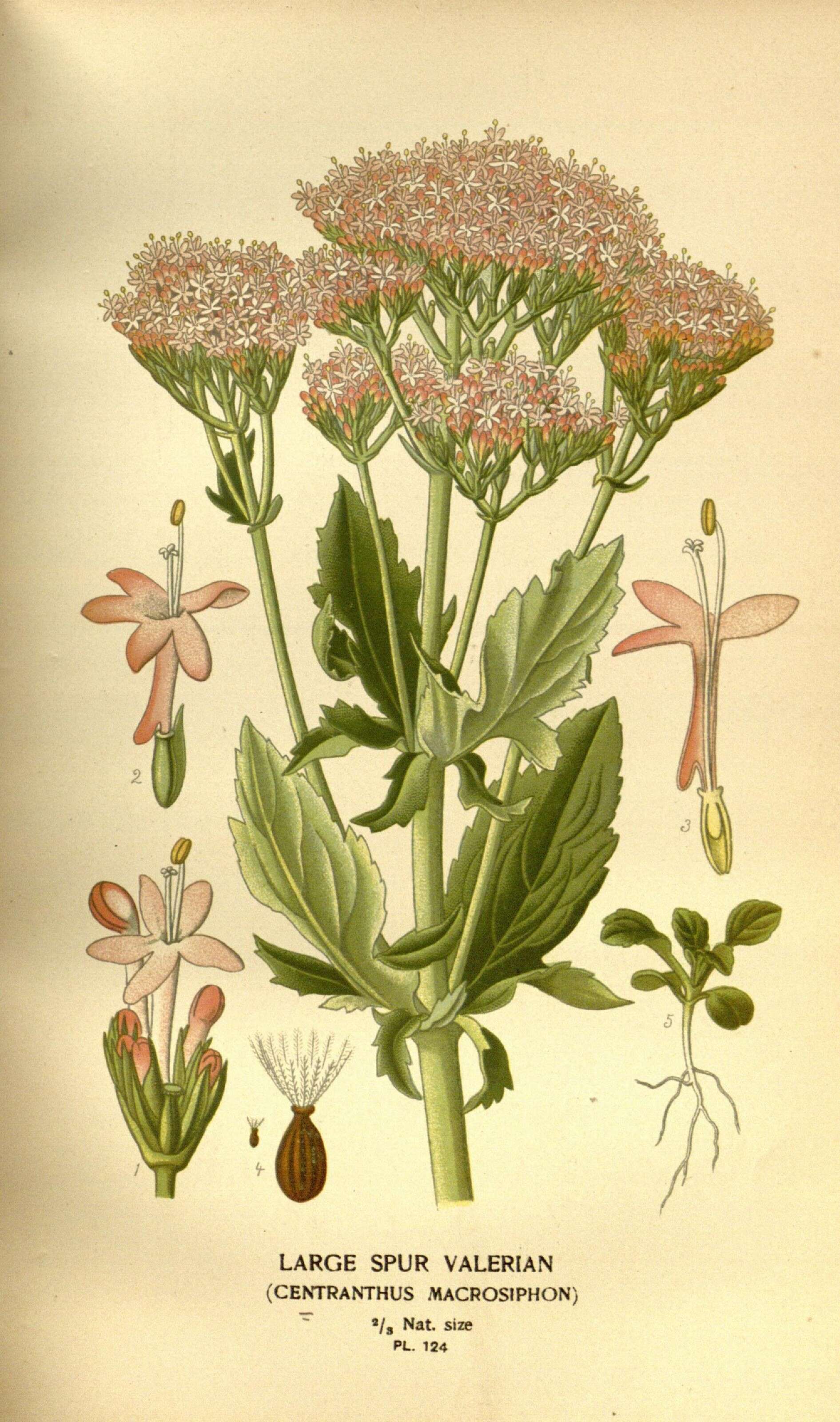 Image of Centranthus macrosiphon Boiss.