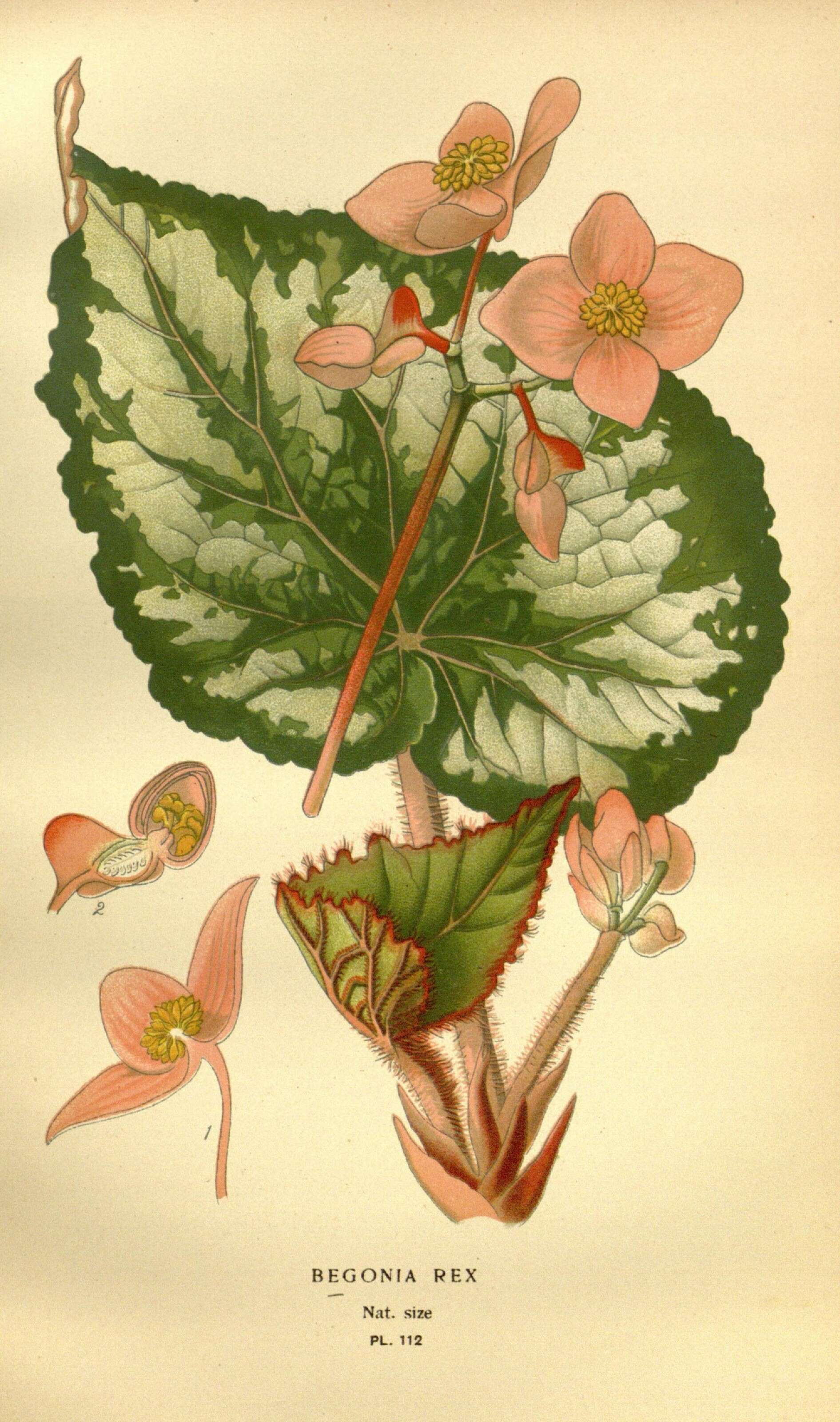 Image of Begonia rex Putz.