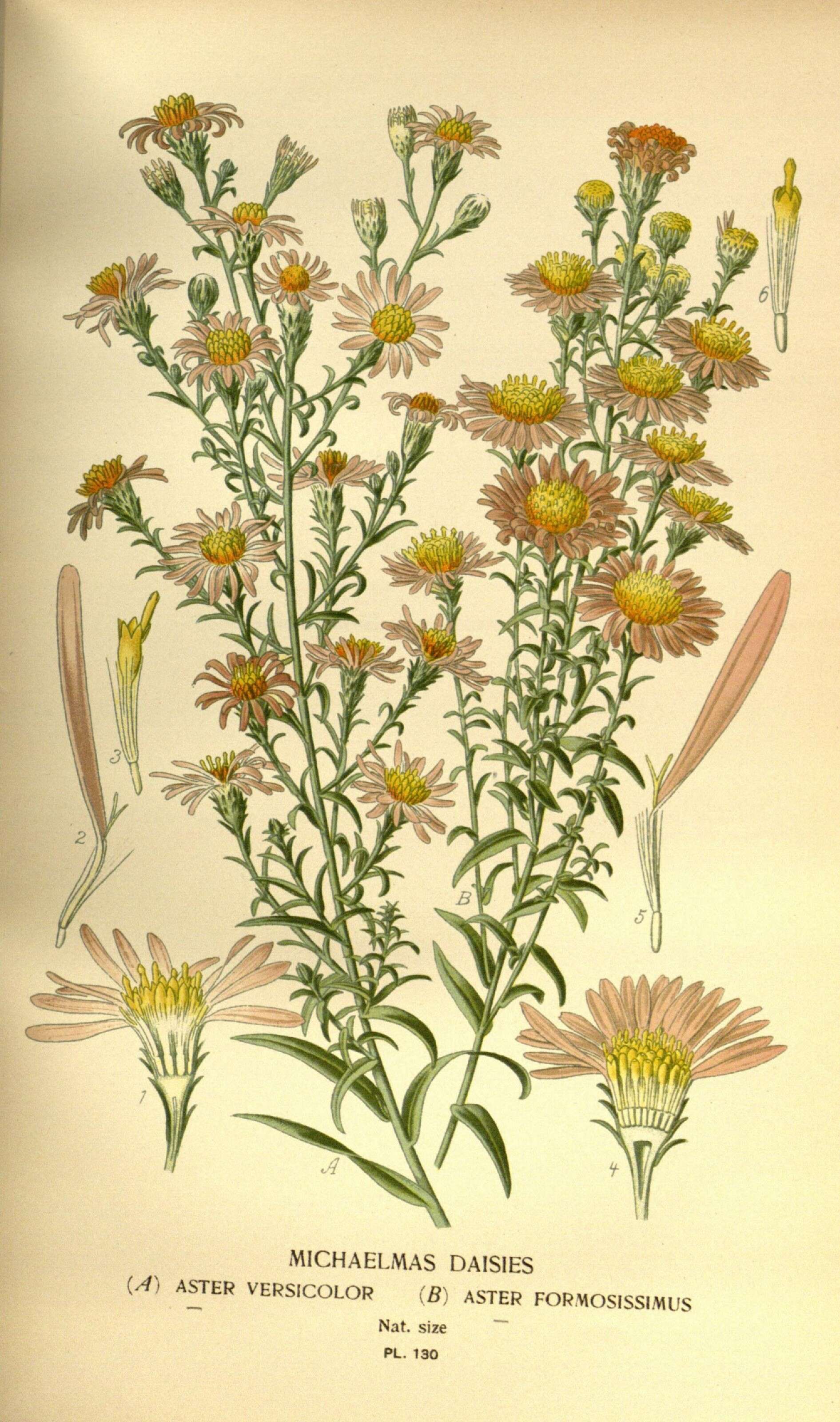 Image of Symphyotrichum versicolor (Willd.) G. L. Nesom