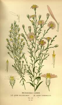 Image of white heath aster