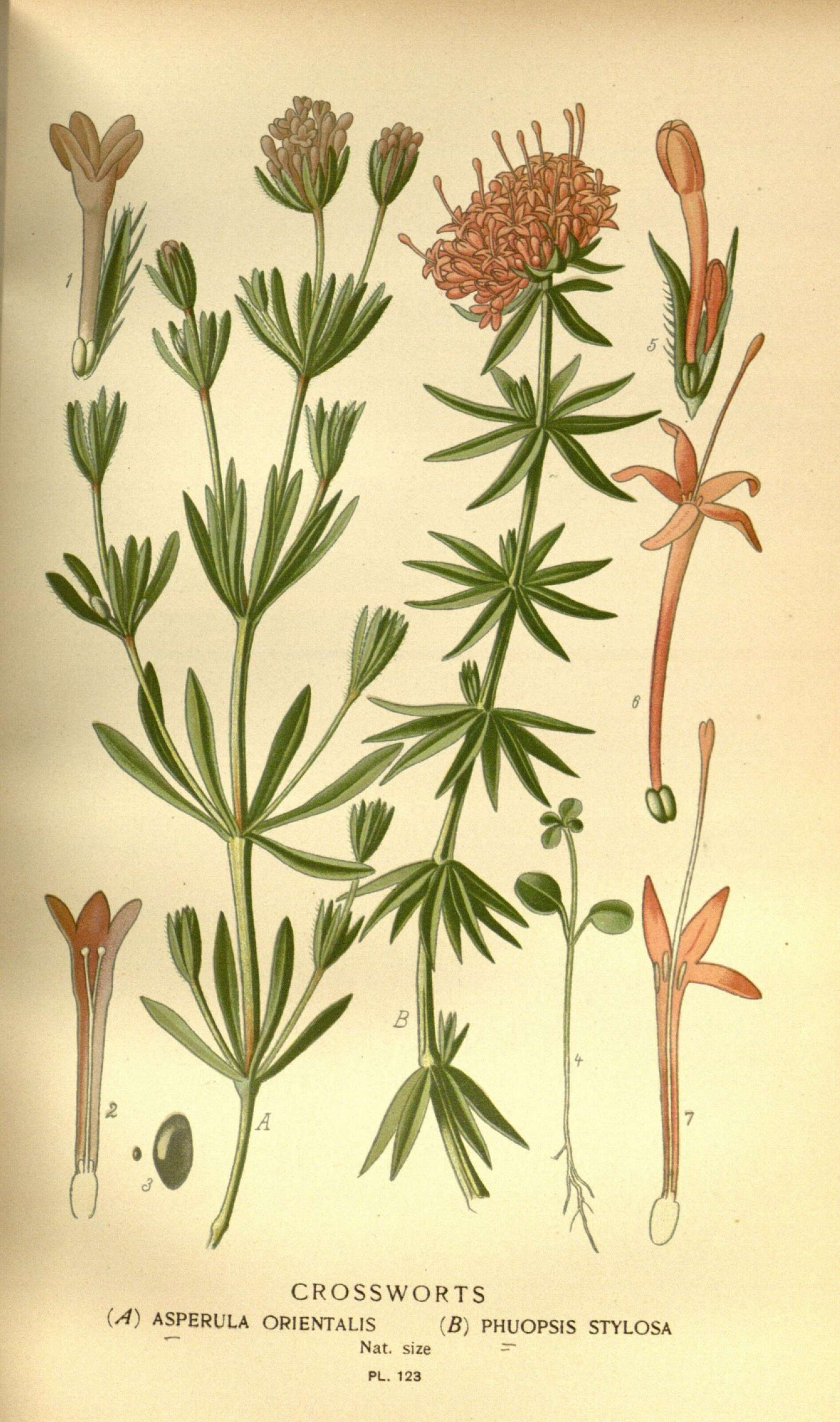 Image of Oriental asperula