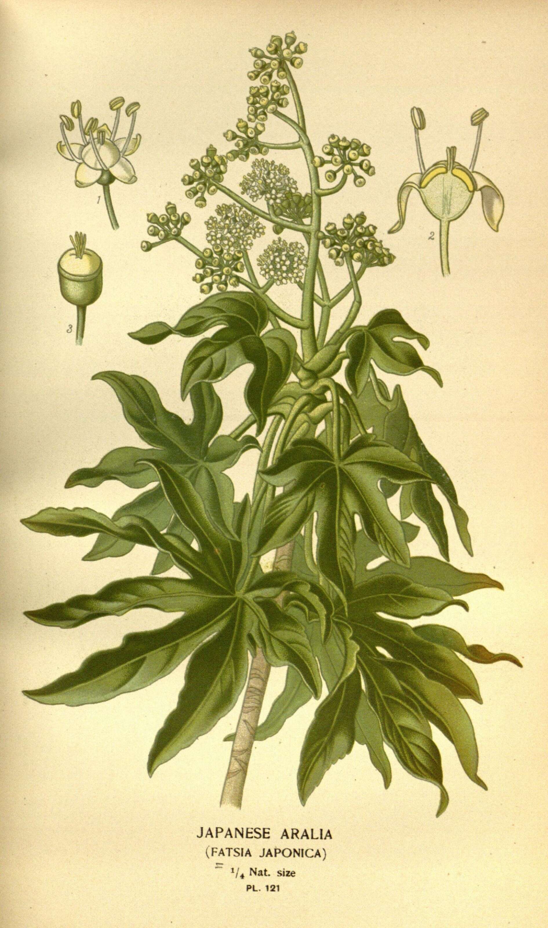 Image de Fatsia