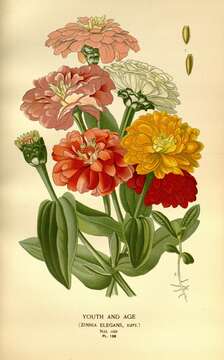 Image of ELEGANT ZINNIA