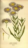 Image of aspen fleabane