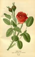 Image of cabbage rose