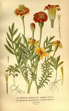 Imagem de Tagetes lunulata Ortega