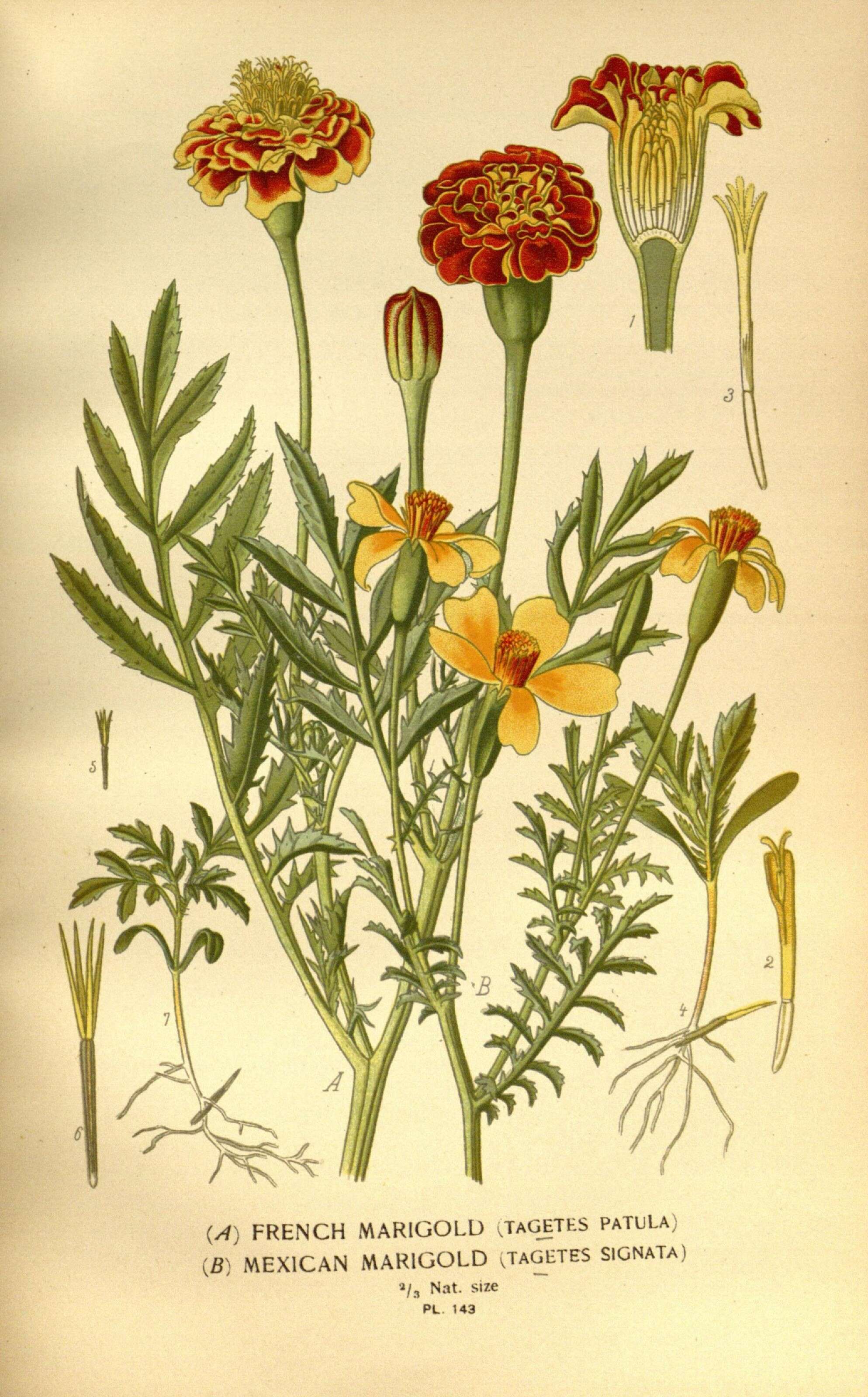 Plancia ëd Tagetes lunulata Ortega