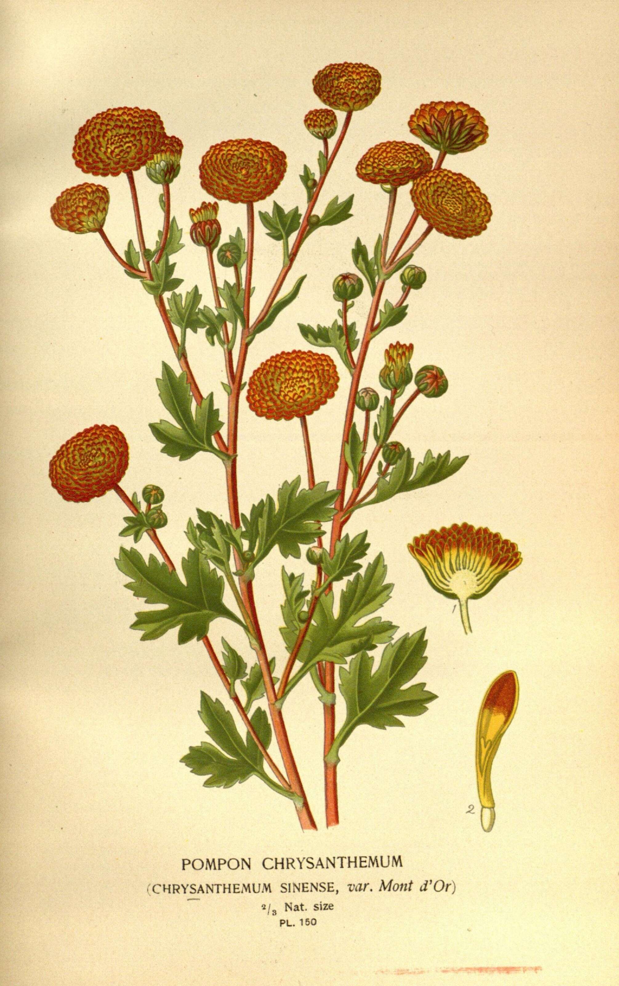 Sivun Chrysanthemum morifolium Ramat. kuva