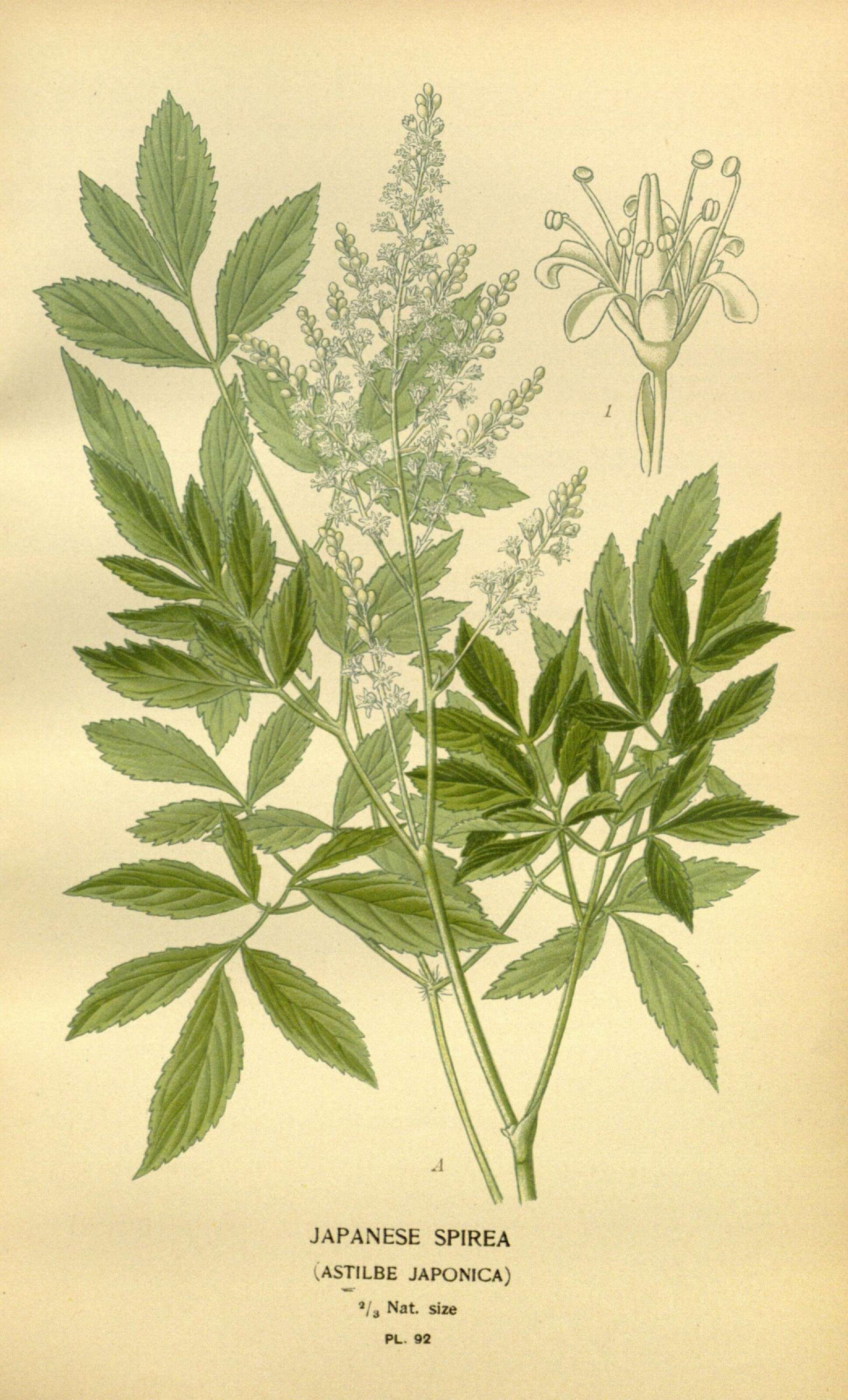 Astilbe japonica (C. Morr. & Decne.) A. Gray resmi