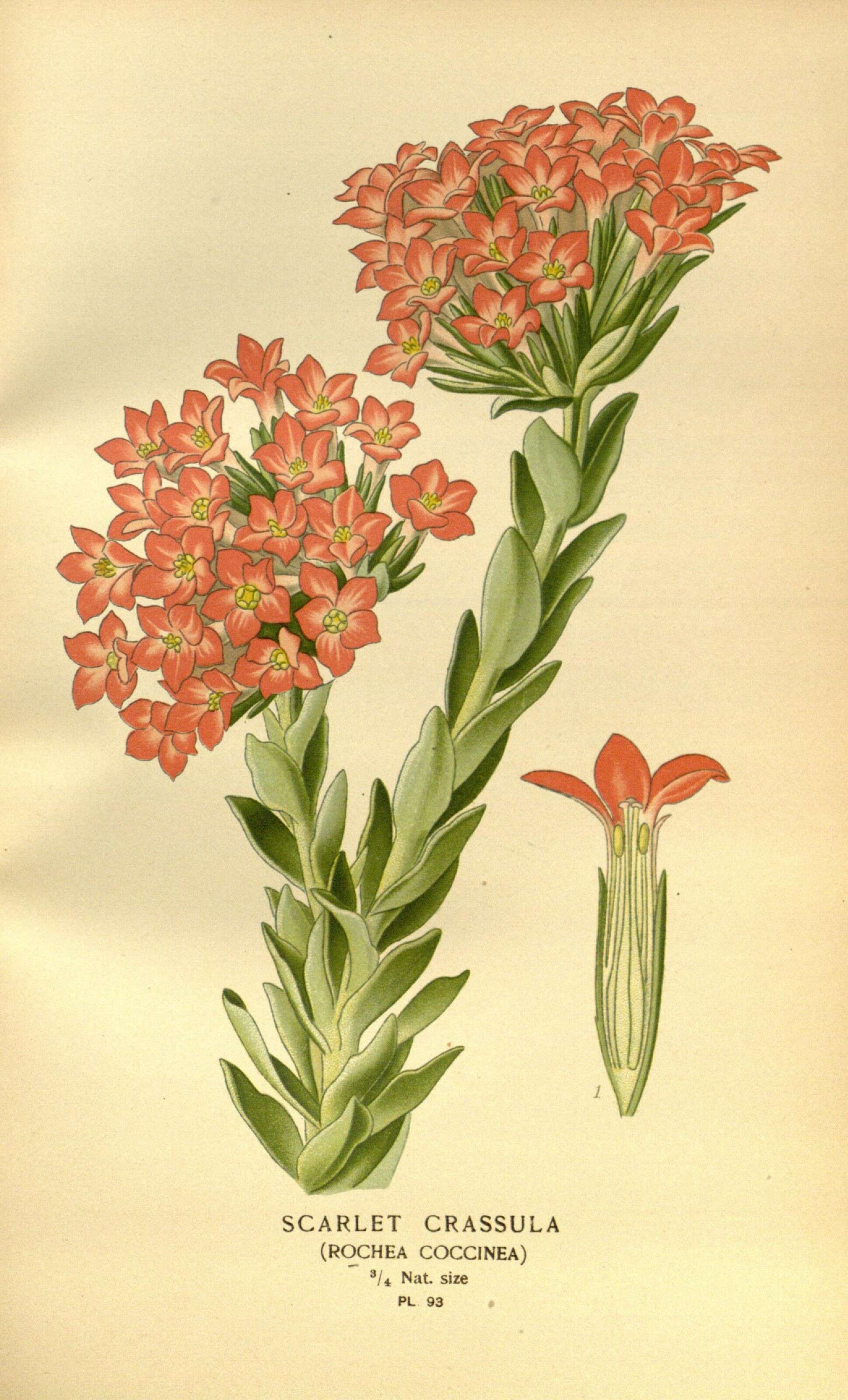 Слика од Crassula coccinea L.