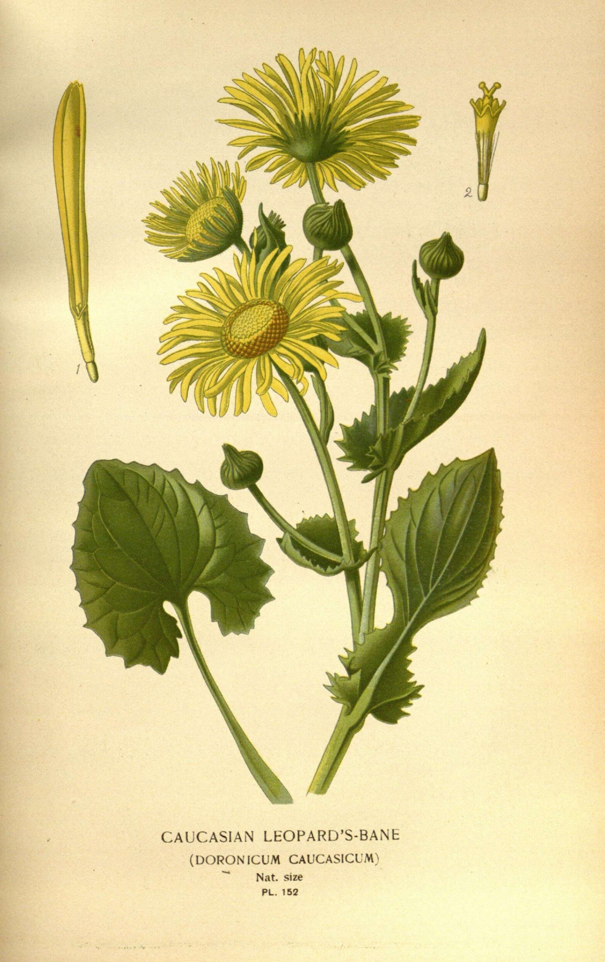 Imagem de Doronicum orientale Hoffm.