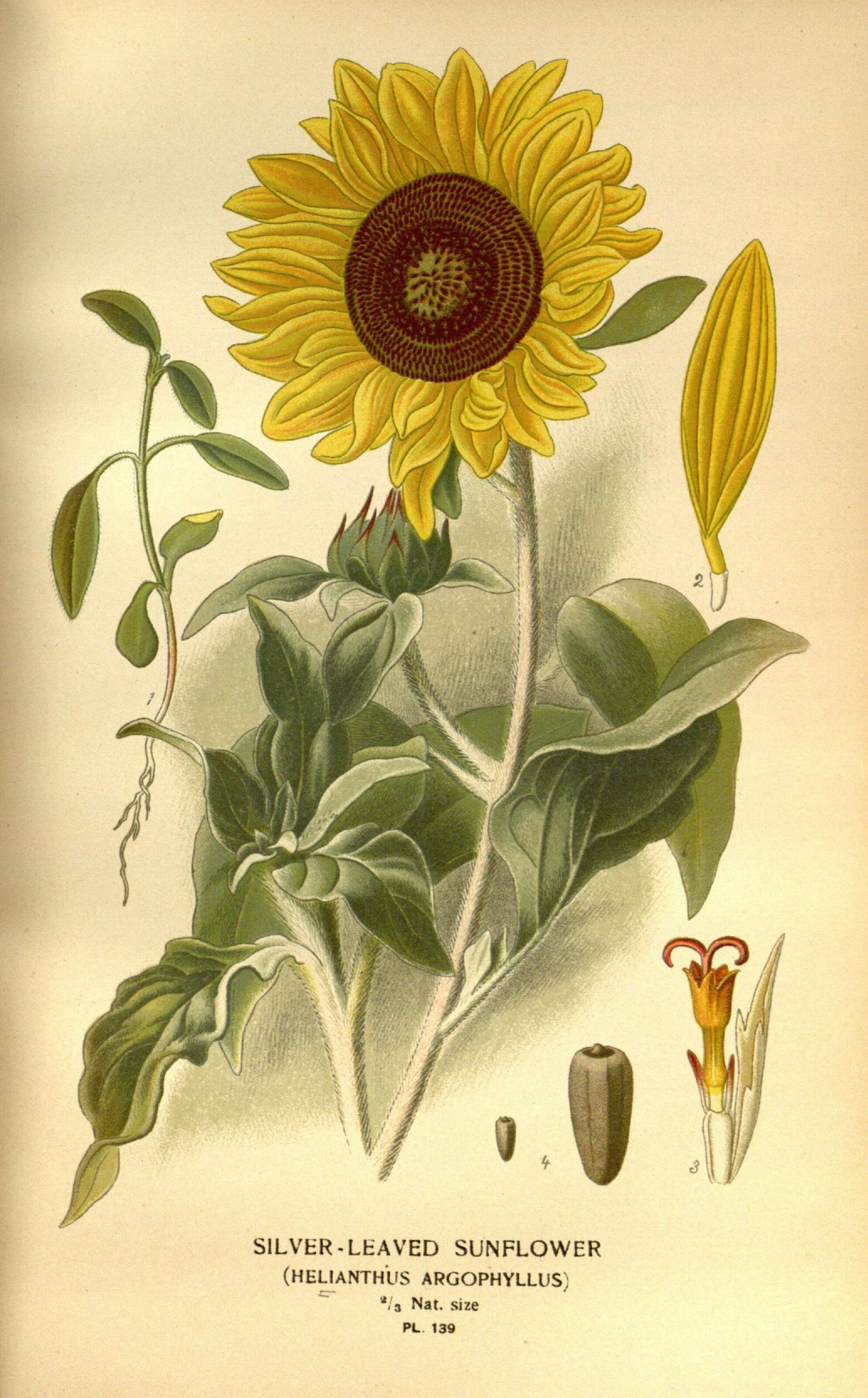 Image of silverleaf sunflower