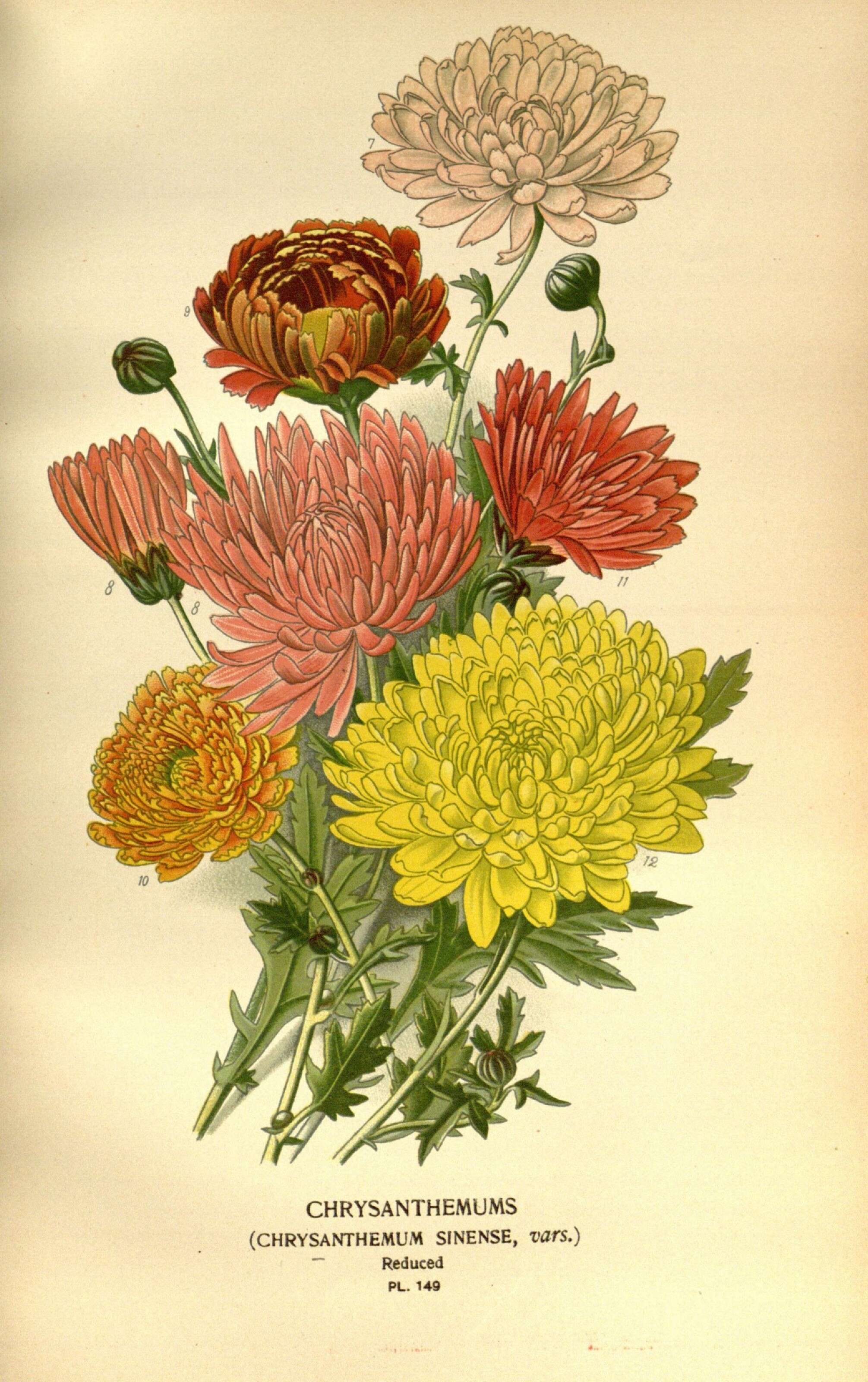 Sivun Chrysanthemum morifolium Ramat. kuva