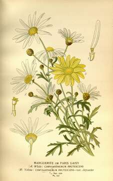 Argyranthemum frutescens (L.) Sch. Bip. resmi