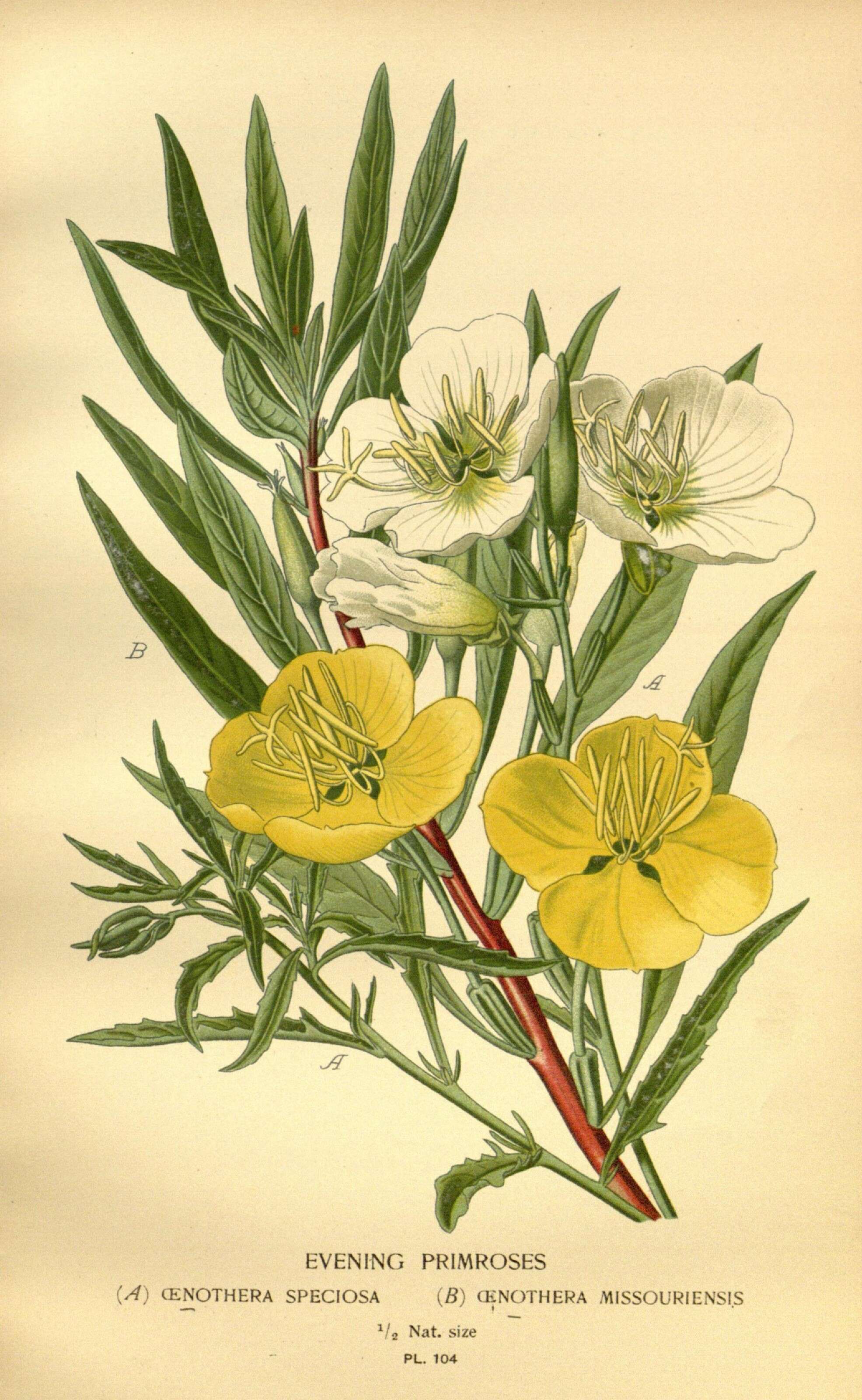 Imagem de Oenothera macrocarpa Nutt.