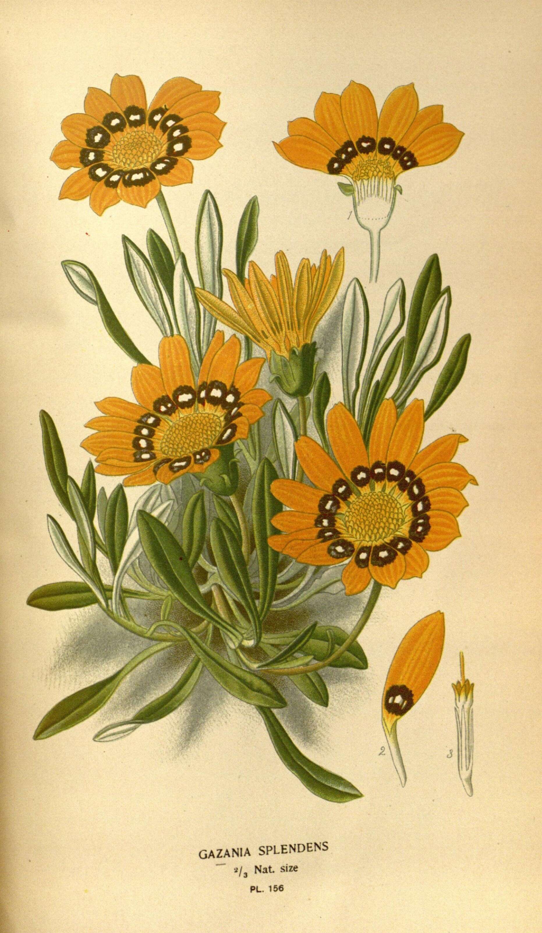 Image de Gazania rigens (L.) Gaertn.